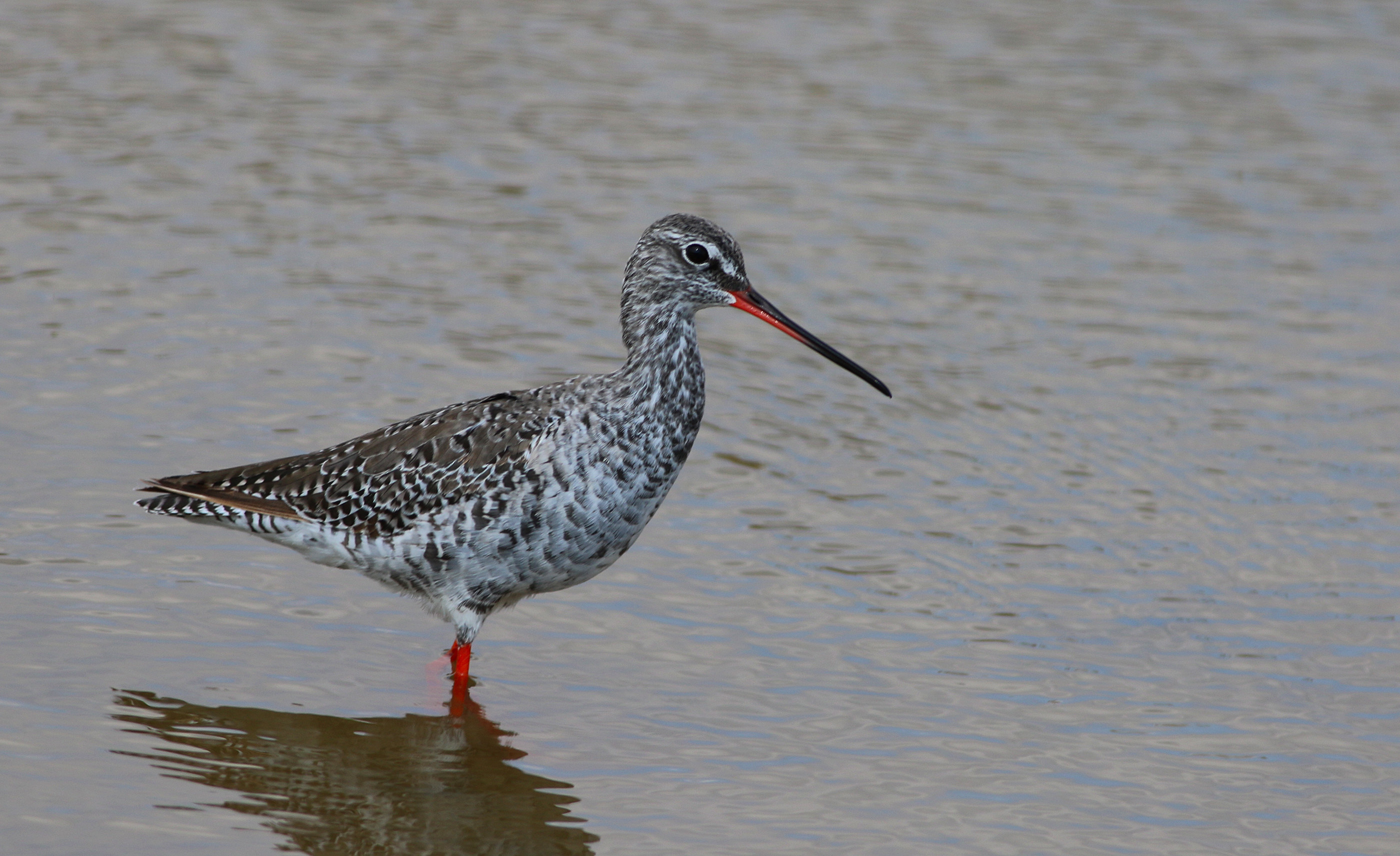 Spotted Redshank